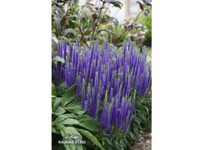 Veronica spicata   'Royal Candles'